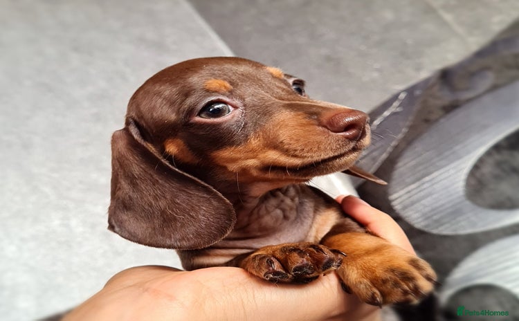 Miniature Dachshund dogs - Advert 7