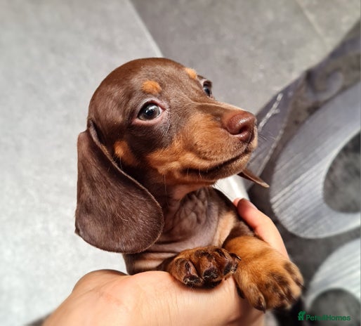 Miniature Dachshund dogs - Advert 7