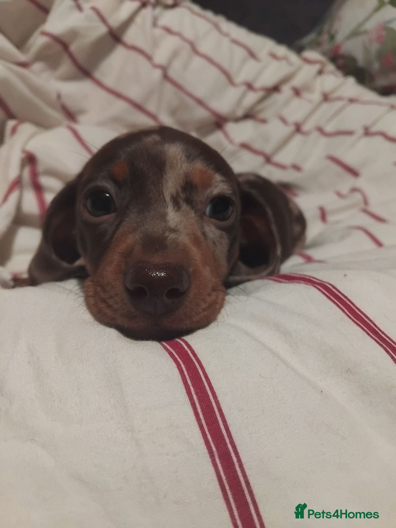Miniature Dachshund dogs Kc registered miniature dachshund puppies - Advert 2