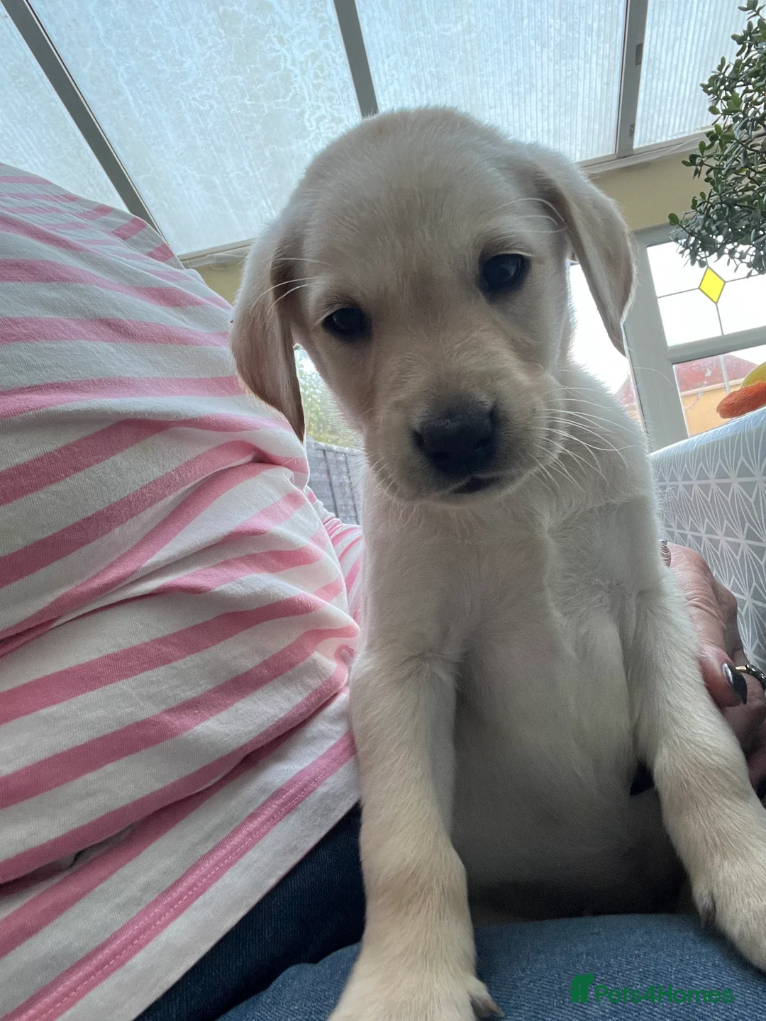 Labrador Retriever dogs for sale: Stunning Labrador pedigree puppies  - Advert 15