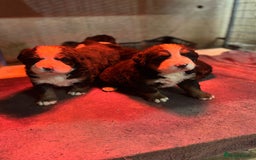 Bernese Mountain Dog dogs for sale: Beautiful Bernese Mountain Dog Puppies for Sale 🐾 - Image 6