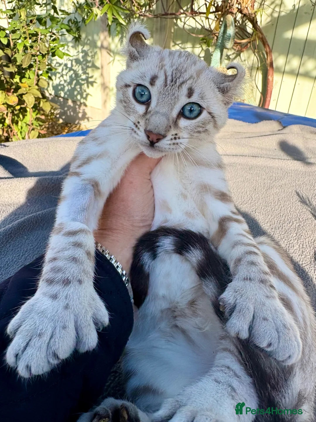 Keetso cats for sale: Superb polydactyl curled eared Keetso kittens.  - Advert 1
