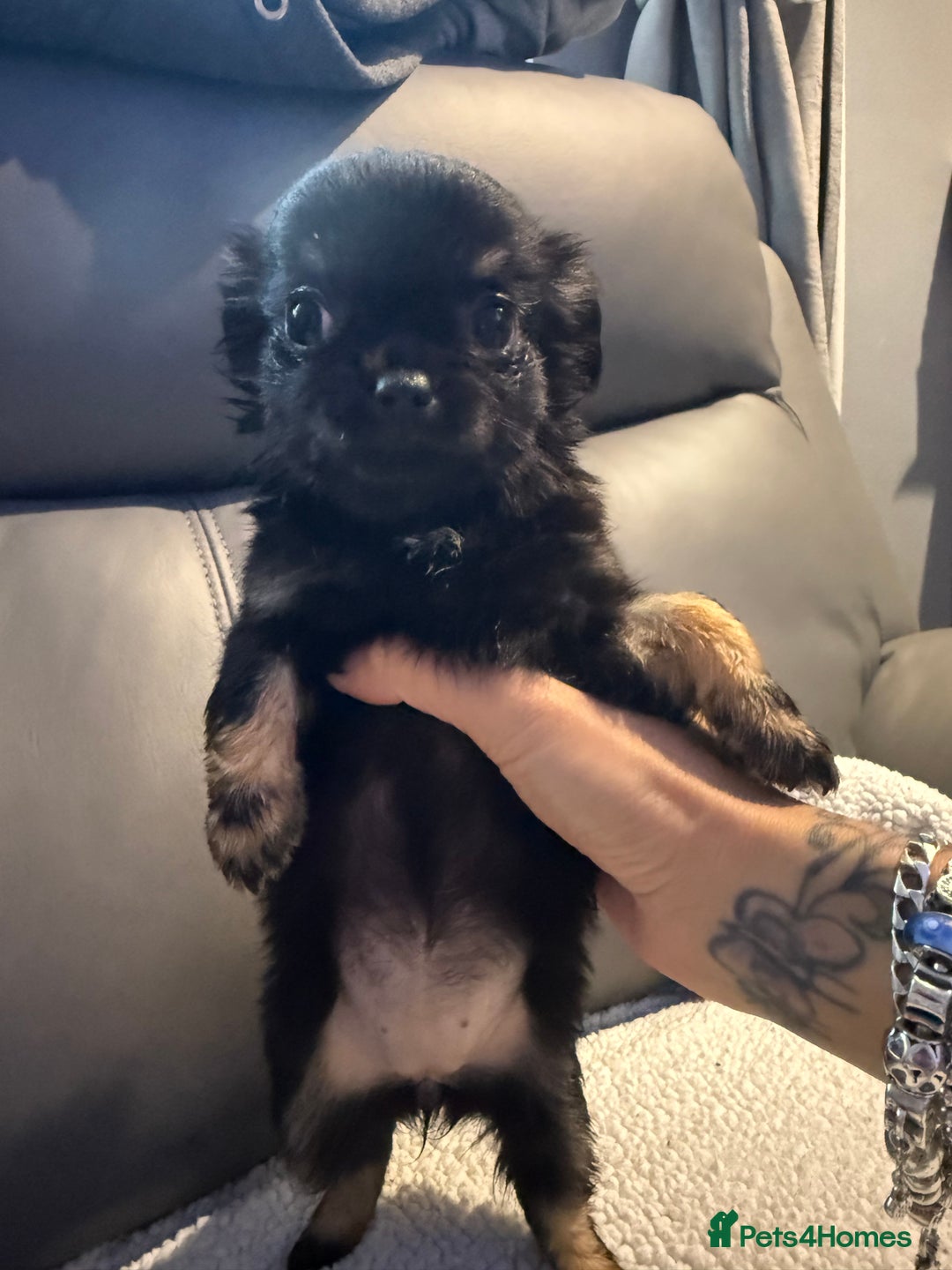 Chihuahua dogs for sale: Stunning litter of 5 long coat chihuahuas - Image 4
