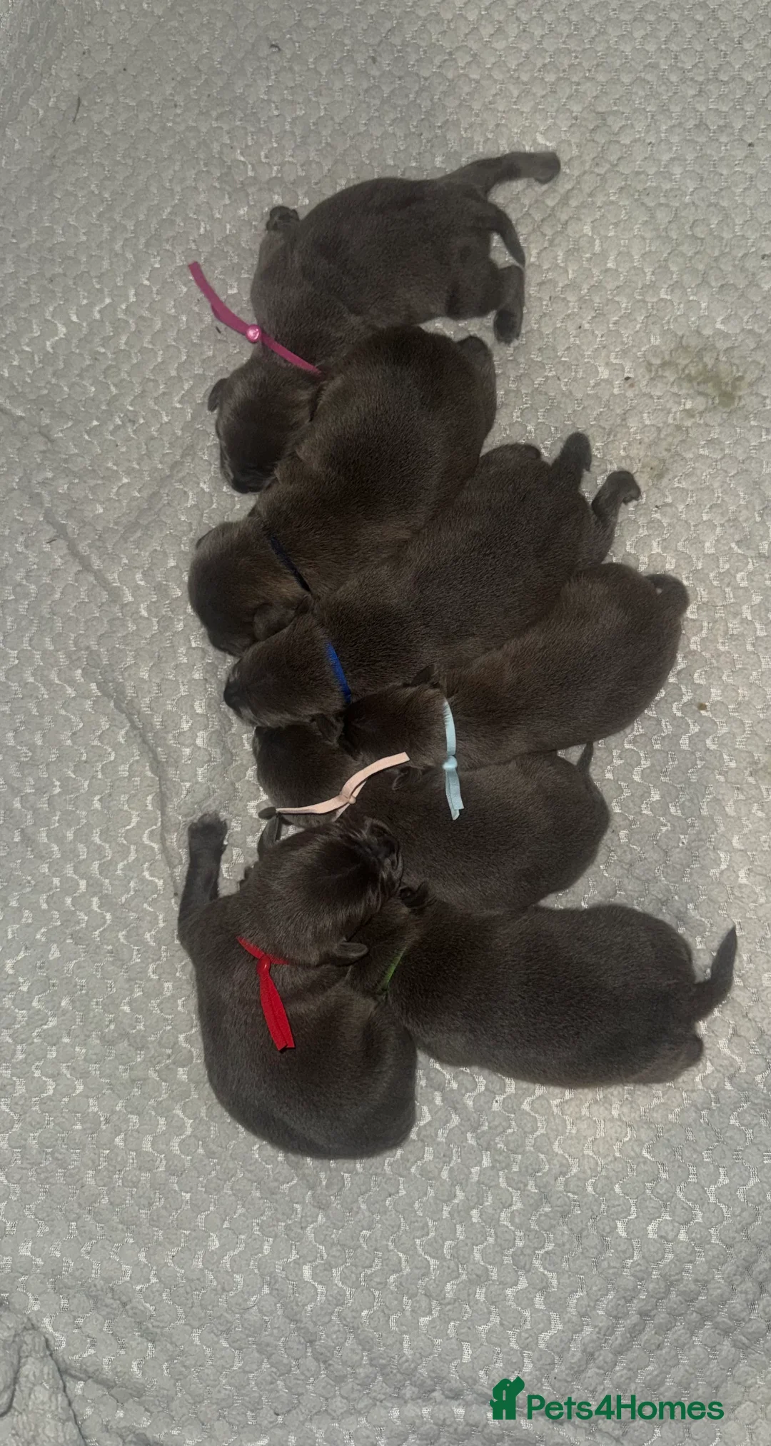 Staffordshire Bull Terrier dogs for sale: Solid Blue staff puppies  - Advert 1