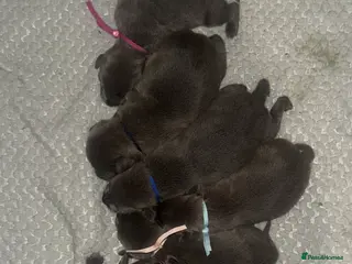 Staffordshire Bull Terrier dogs Solid Blue staff puppies in Canterbury - Advert 1