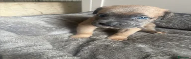 Mixed Breed Puppy 8