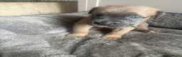 Cane Corso dogs for sale: Cane corso  - Advert 18