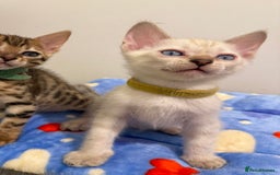 Bengal cats for sale: Pedigree Snow Bengal Kittens with TICA - Image 9