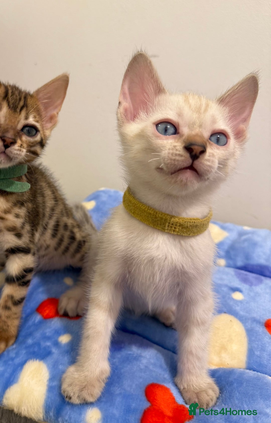 Bengal cats for sale: Pedigree Snow Bengal Kittens with TICA - Image 9