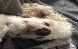Goldendoodle dogs for sale: Goldendoodle - Image 2