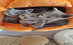Russian Blue cats for sale: Pure Russian Blue kittens 💙  - Image 20