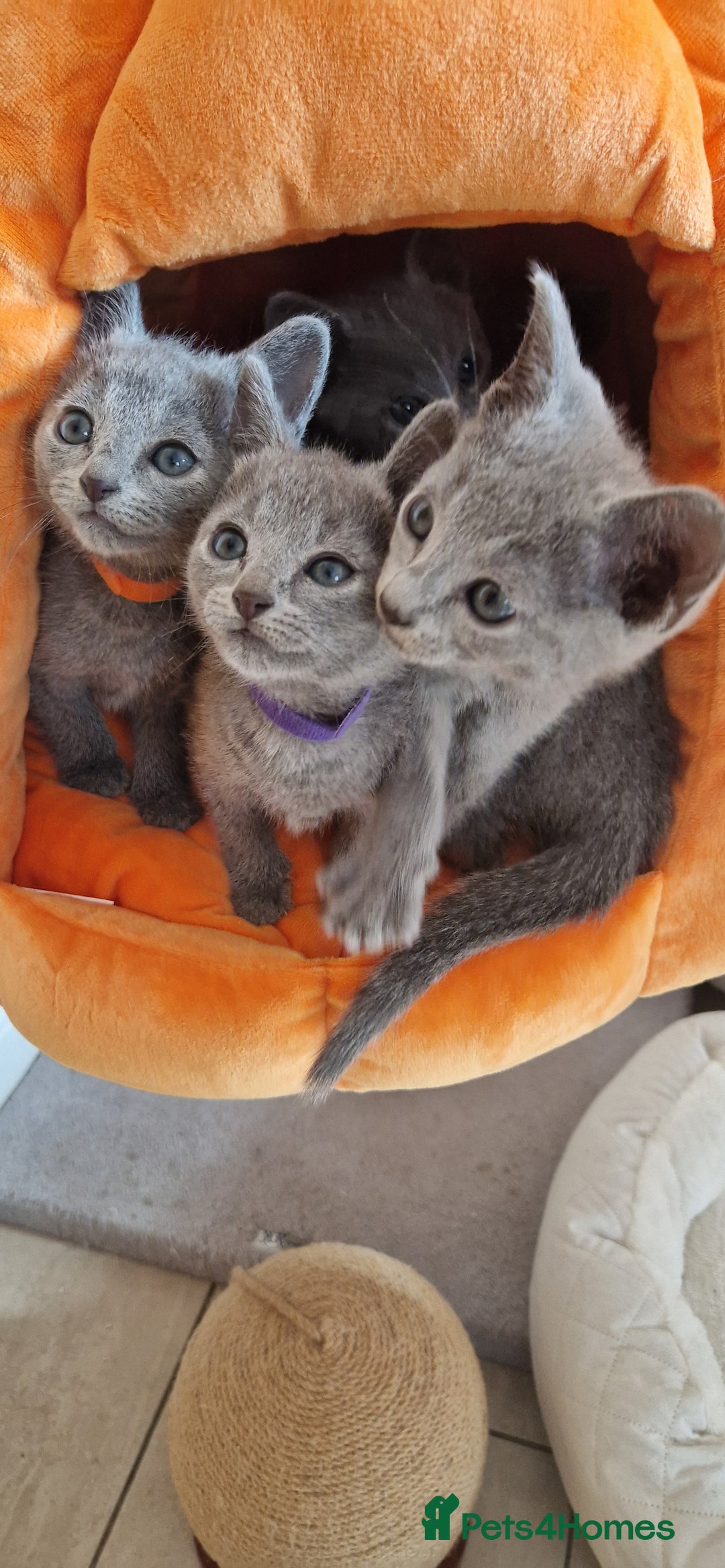 Russian Blue cats for sale: Pure Russian Blue kittens 💙  - Image 20
