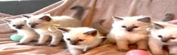 Ragdoll cats for sale: Beautiful pure ragdoll kittens  - Advert 8