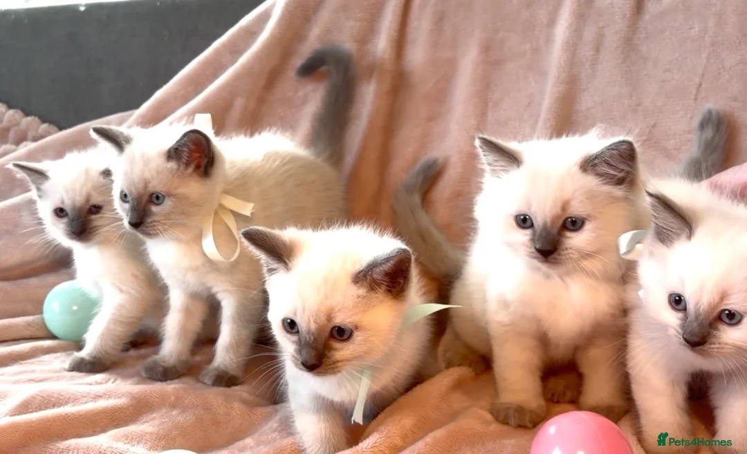 Ragdoll cats for sale: Beautiful pure ragdoll kittens  - Advert 8