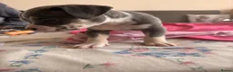 American Bully dogs for sale: Stunning American bully puppies for sale  - Advert 30