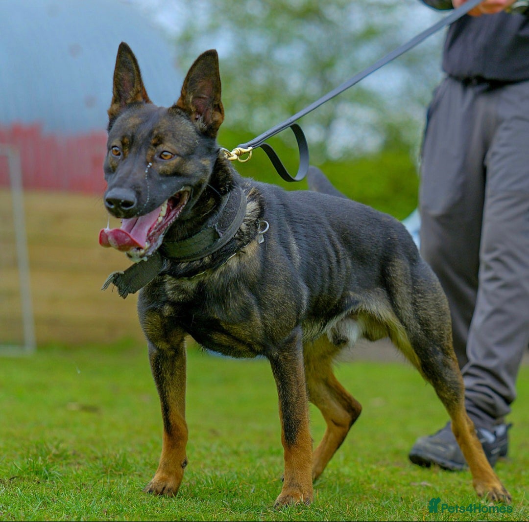 Belgian Shepherd Dog dogs Exclusive bloodlines  - Advert 6