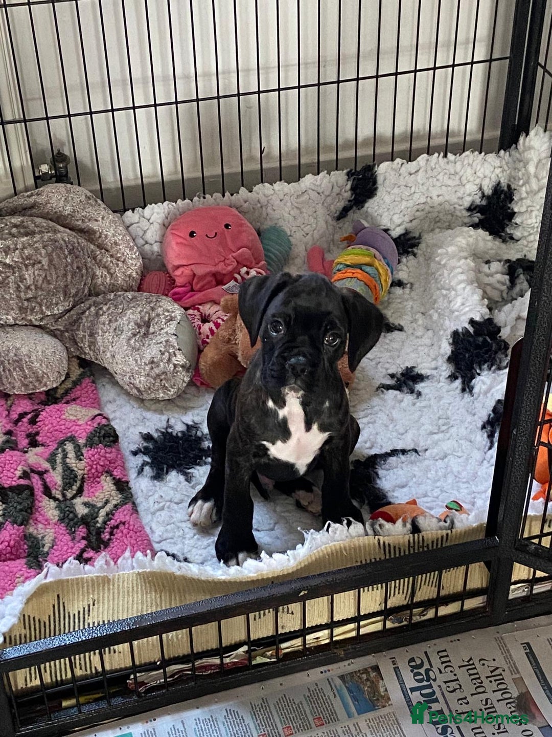 Boxer dogs for sale: Boxer puppies - Advert 6