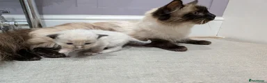 Ragdoll 4