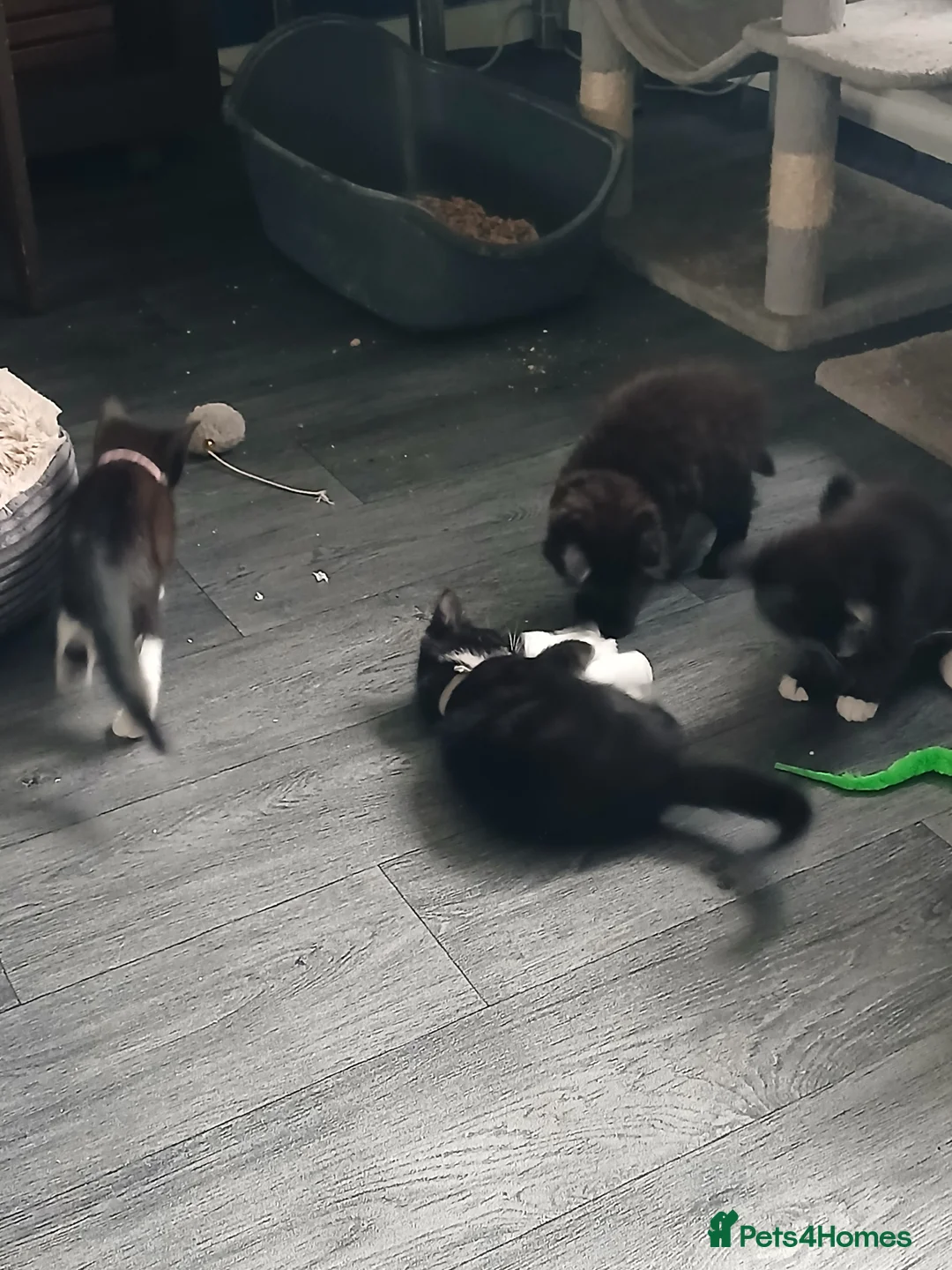 Mixed Breed cats for sale: 5 Adorable kittens in Huntingdon - Advert 8