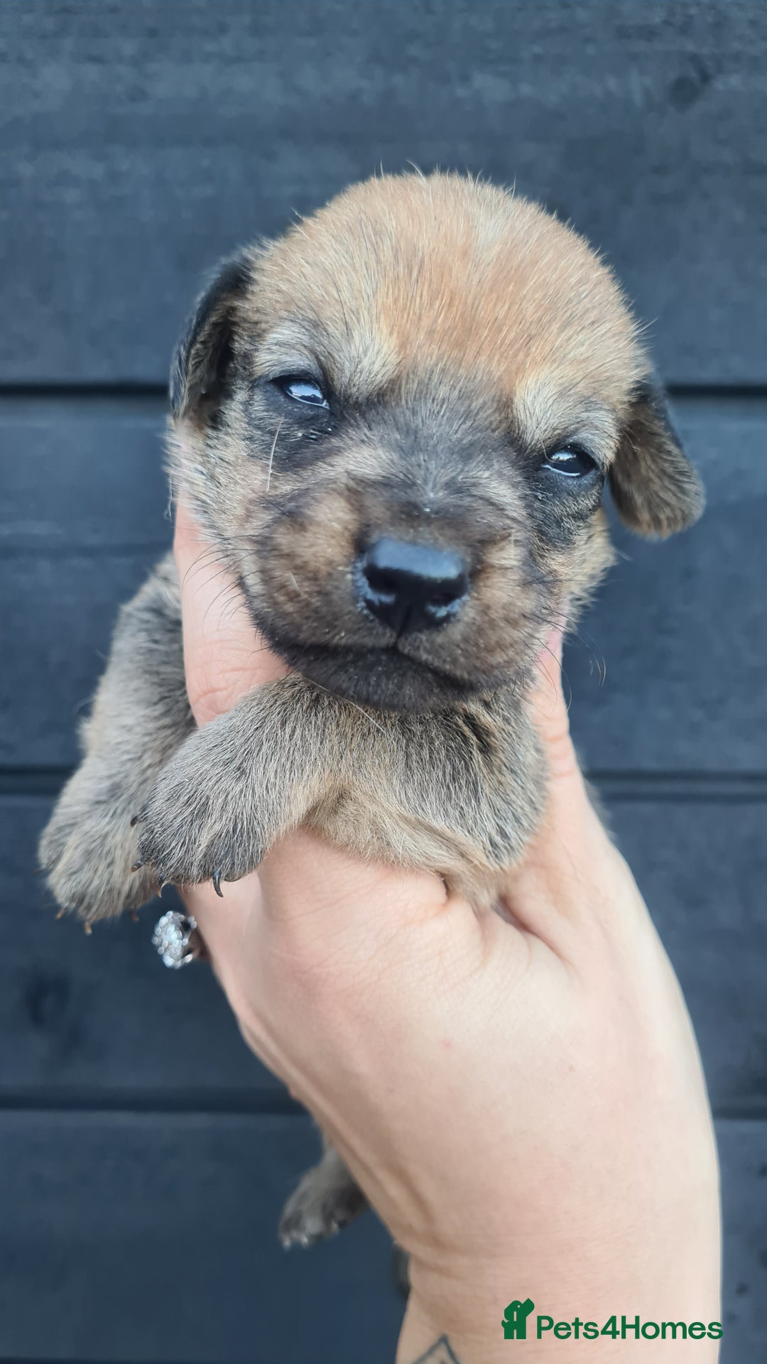 Mixed Breed dogs for sale: Patterjack x daxies pups available  - Advert 12