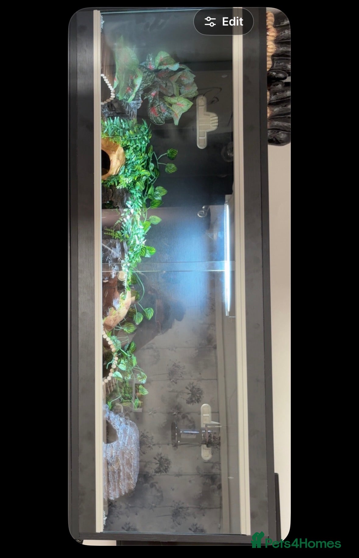 Leopard Gecko reptiles Leopard gecko with Viv for sale  - Advert 2