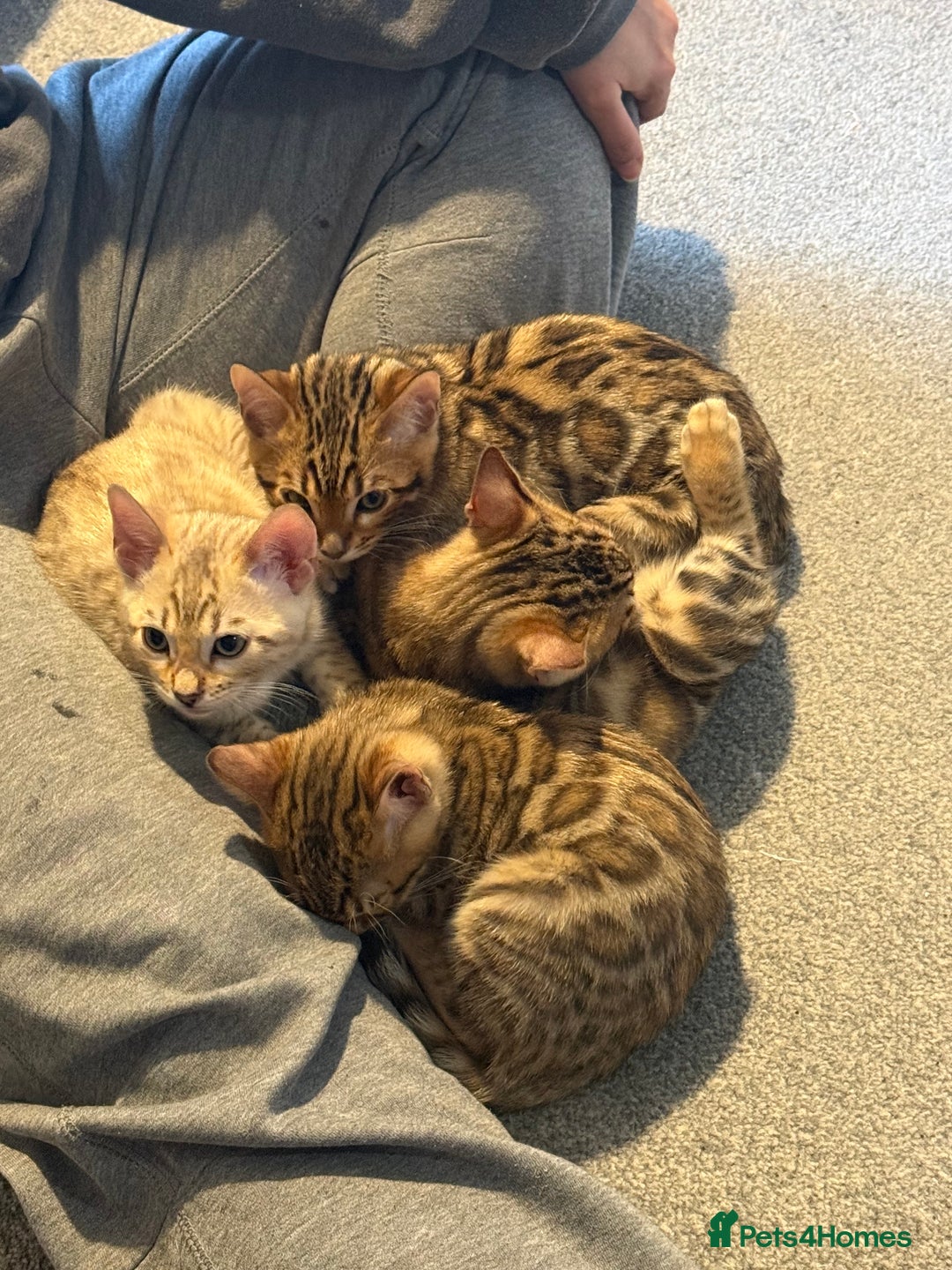 Bengal cats for sale: Pedigree TICA registered Bengal Kittens - Advert 3