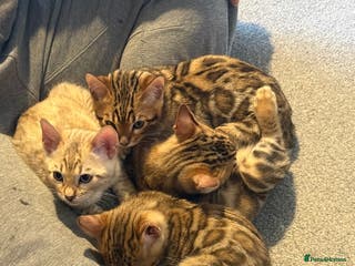 Bengal cats Pedigree TICA registered Bengal Kittens - Advert 1