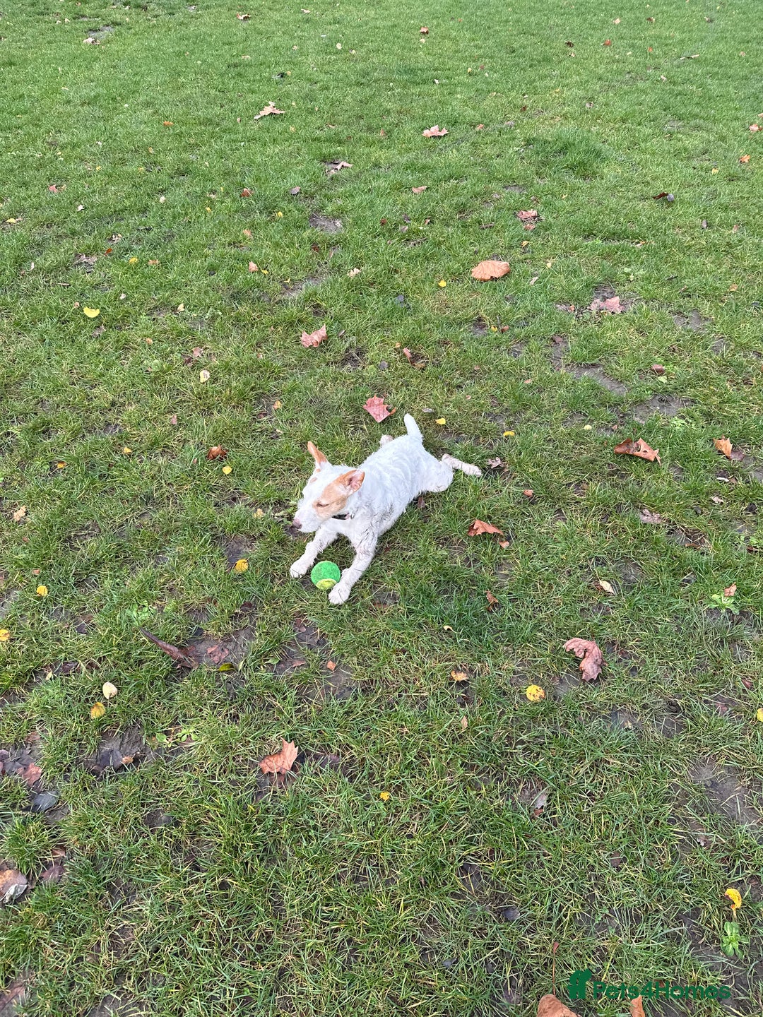 Jack Russell dogs for sale: Jack Russell  - Advert 3