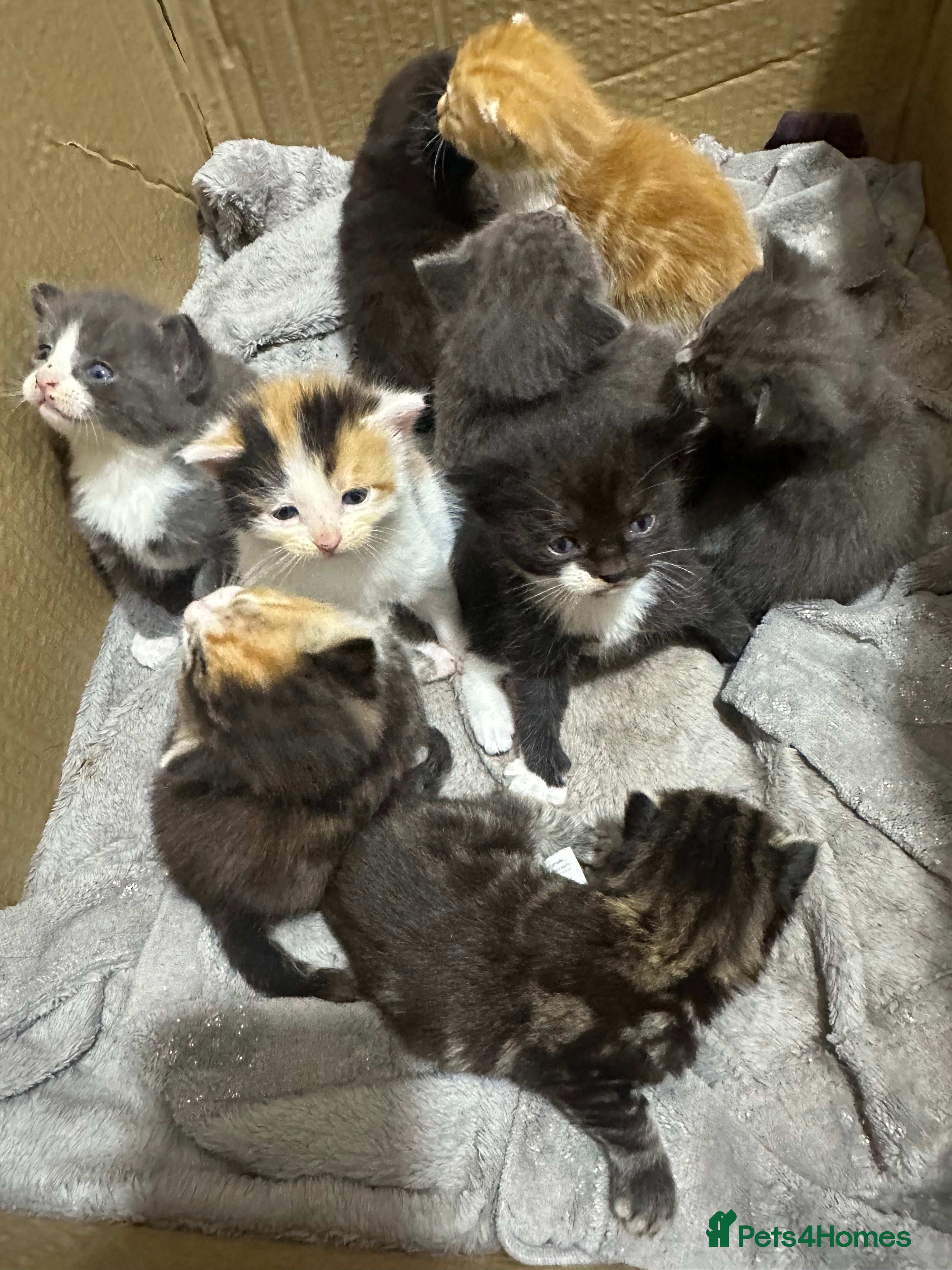 Norwegian Forest Cat cats Kittens for sale  - Advert 1