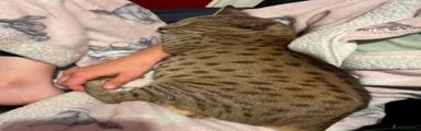 Savannah Kitten 1