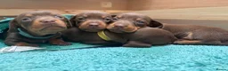 Miniature Dachshund dogs for sale: KC Registered Miniature Dachshund Puppies - Advert 13