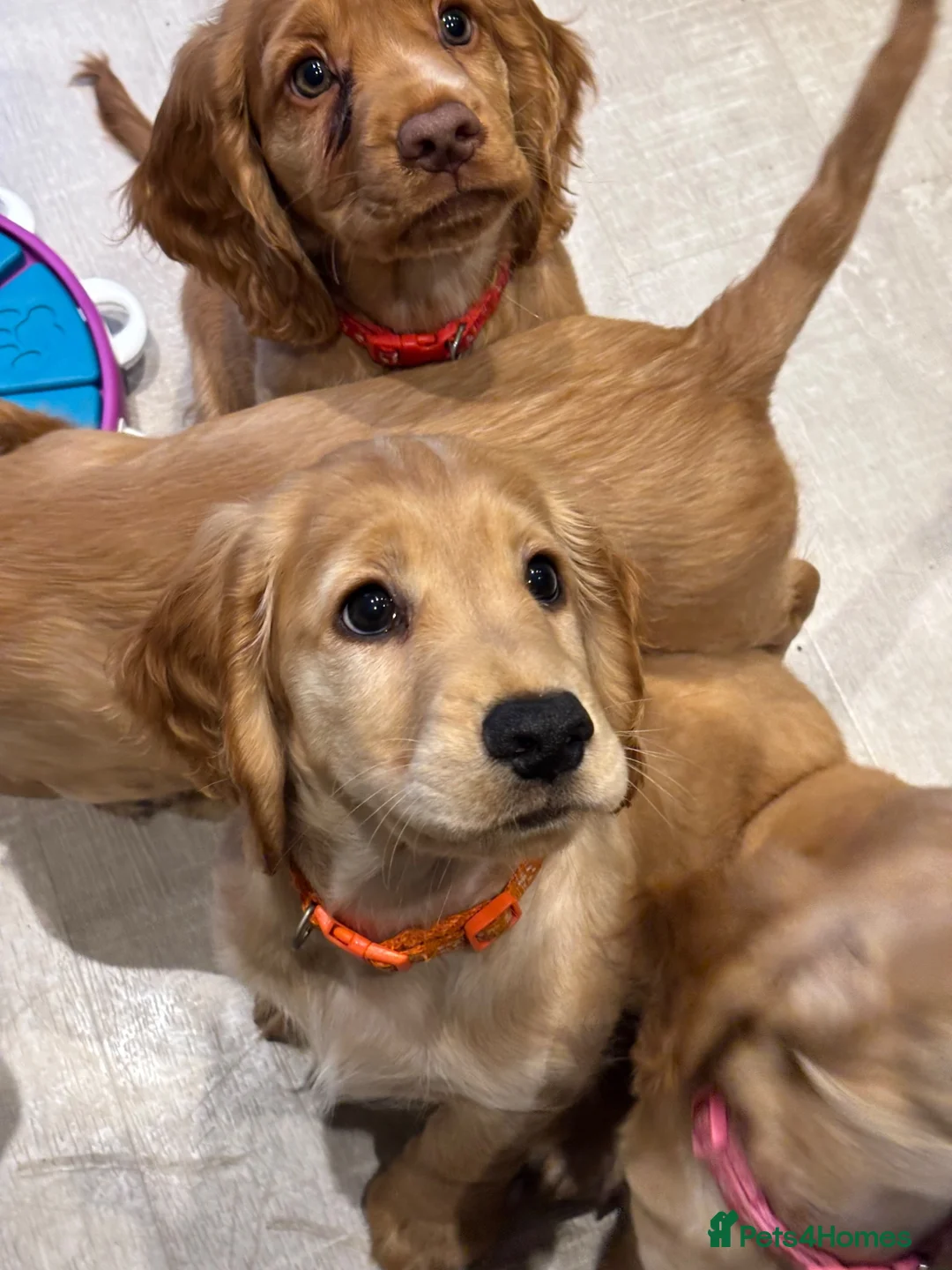Cocker Spaniel dogs for sale: 1 Male Cocker Spaniel - Advert 1