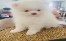 Pomeranian dogs for sale: Your little Pomeranian friend  - Image 5