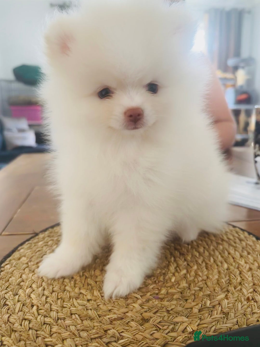 Pomeranian dogs for sale: Your little Pomeranian friend  - Image 5