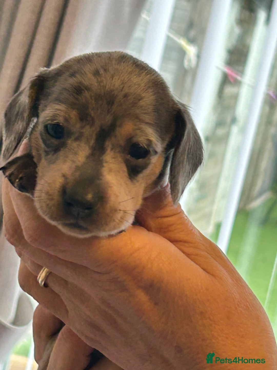 Miniature Dachshund dogs for sale: Six beautiful miniature Dachshunds - Image 16