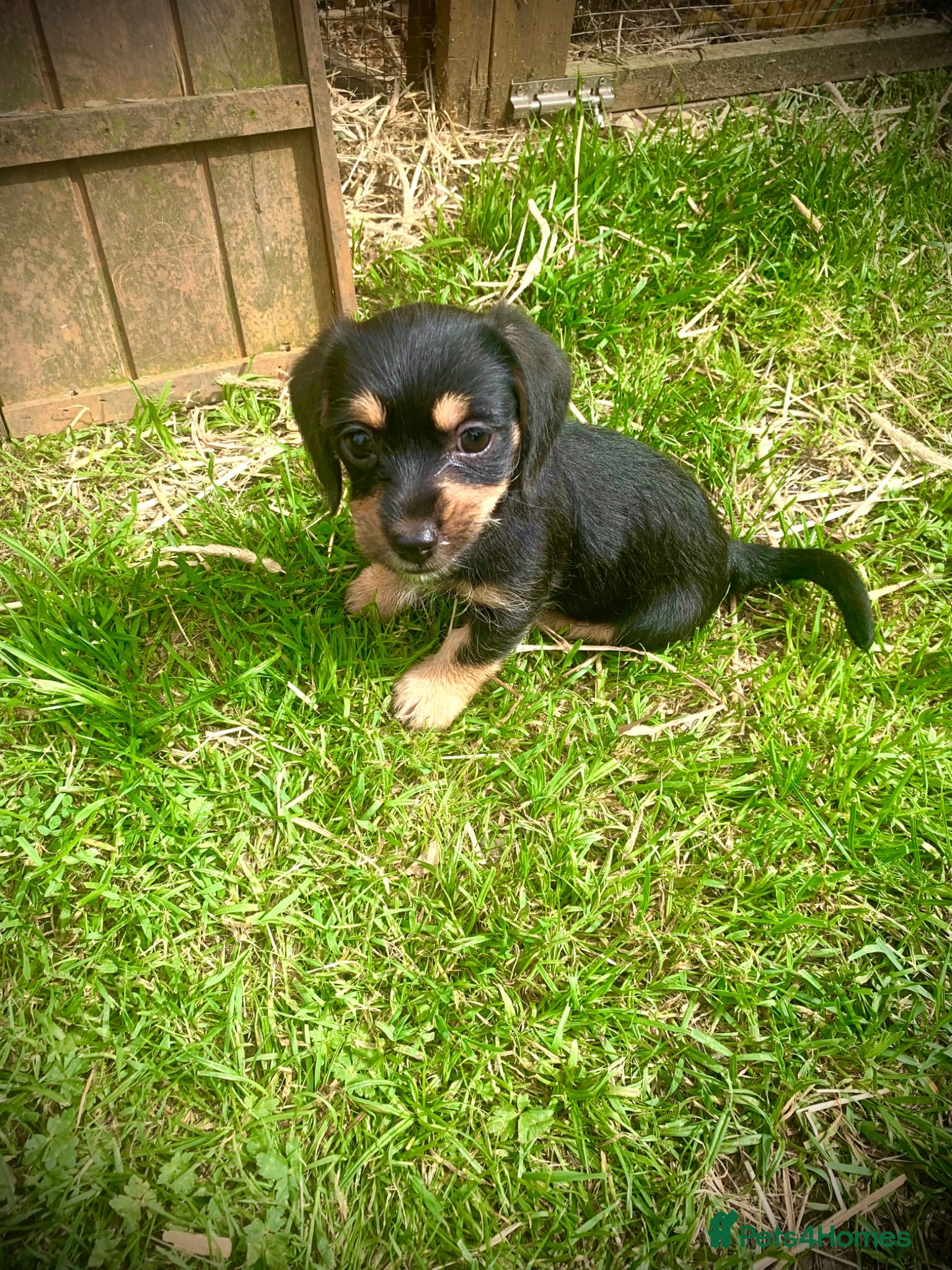 Mixed Breed dogs 1 beautiful Mauxie for sale £500  - Advert 2