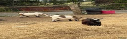Goats livestock for sale: 4 pigmy nanny’s in kid for sale 1 with kid - Advert 5