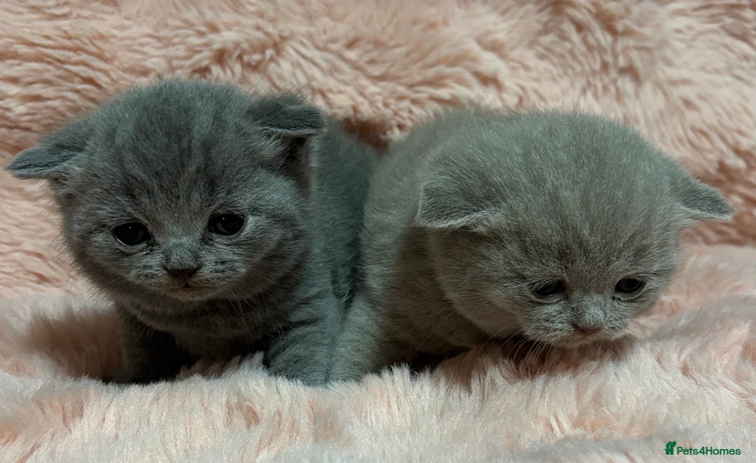 British Shorthair cats for sale: Beautiful British short hair kittens  - Advert 26