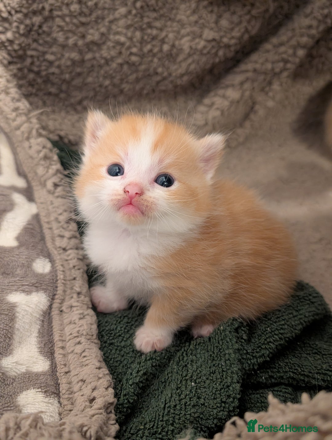 Ragdoll cats for sale: Last ragdoll cross BSH  - Advert 4