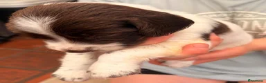 English Springer Spaniel 4