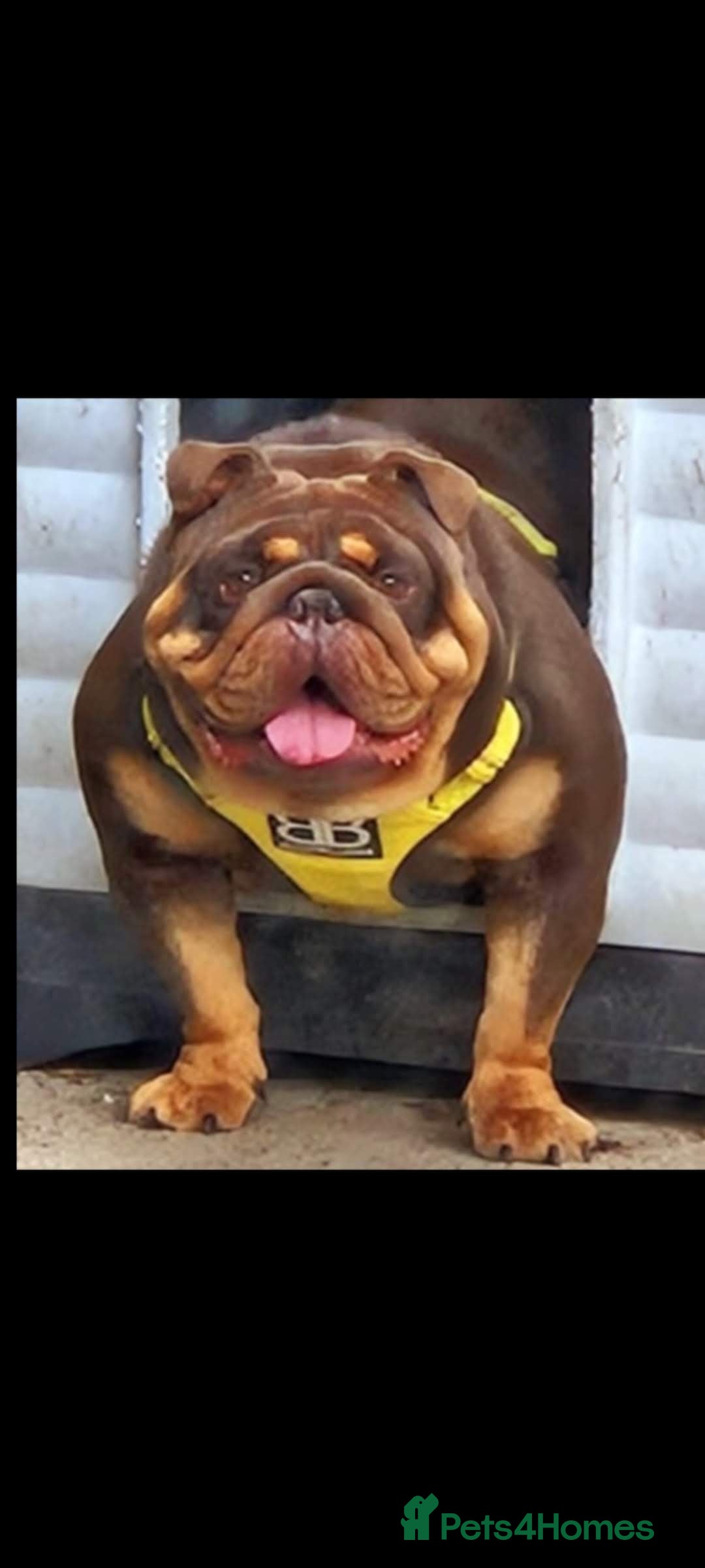 English Bulldog dogs Chocolate English Bulldog Stud - Advert 5