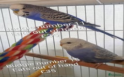 Budgerigars birds for sale: Budgies - babies, adults & breeding pairs - Image 7