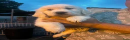 Golden Retriever dogs for sale: Little Polar Bear Puppies - Advert 4
