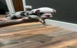 English Bulldog dogs for sale: Puppies  - Image 11