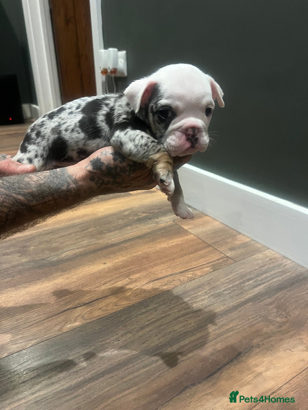 English Bulldog dogs for sale: Puppies  - Image 11