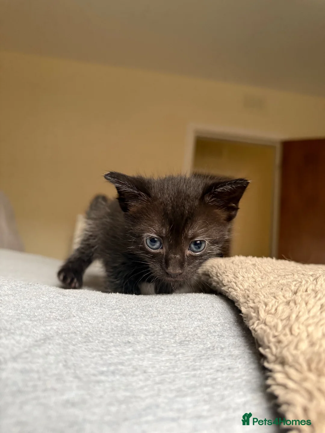 Mixed Breed cats for sale: Ragdoll x Tabby in Selkirk - Advert 4