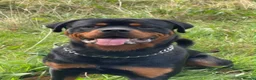 Rottweiler dogs for sale: rottweiler puppys - Advert 12