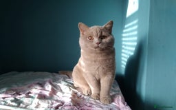 British Shorthair cats for sale: Beautiful British Shorthair kittens - Image 23