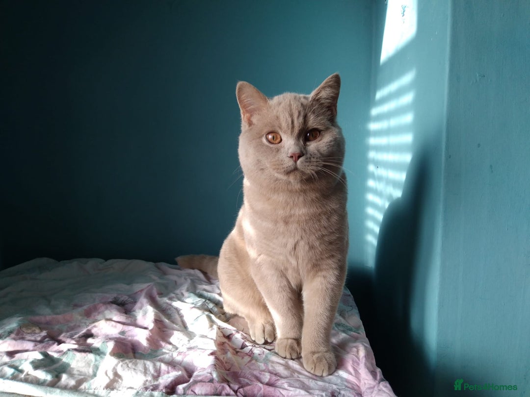 British Shorthair cats for sale: Beautiful British Shorthair kittens - Image 23