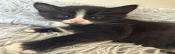 British Shorthair cats for sale: Girl kitten - Advert 4